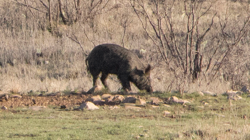 Wild Hogs in Alabama Run Afoul in City with Restrictive Firearm ...